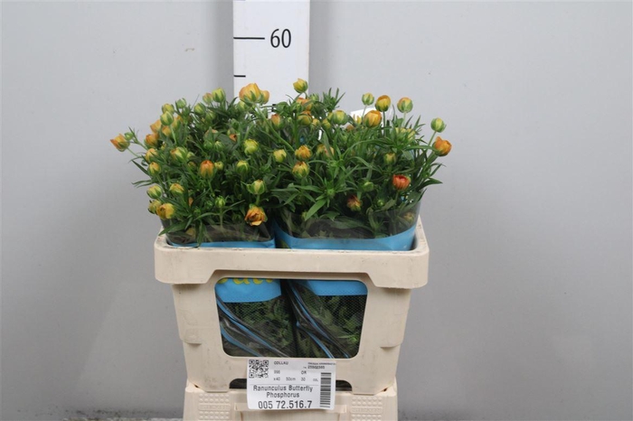 <h4>Ran Butterfly Phosphorus</h4>