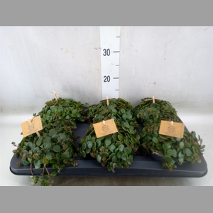 Sedum makinoi 'Kosmosje'