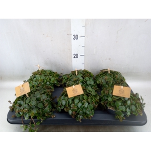 Sedum makinoi 'Kosmosje'