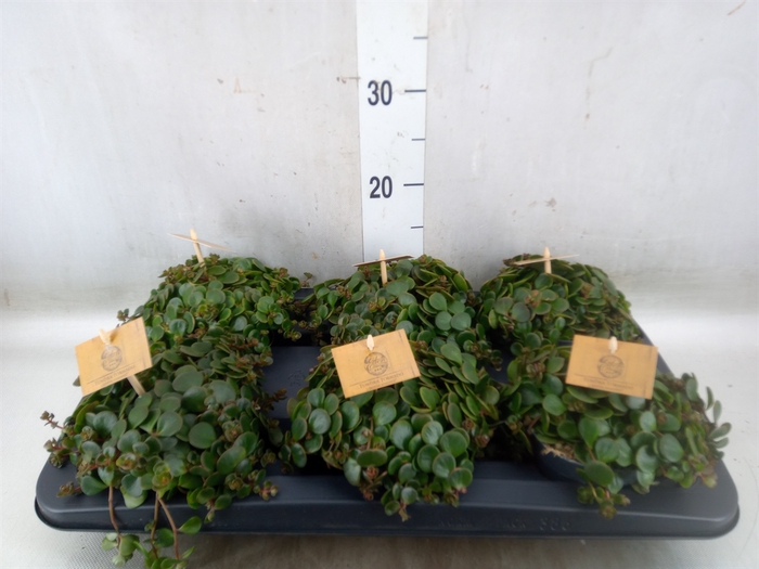 <h4>Sedum makinoi 'Kosmosje'</h4>