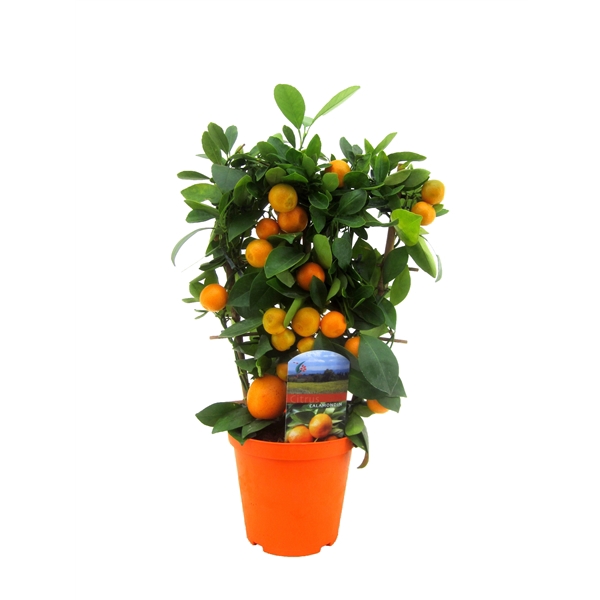 <h4>Citrus calamondin</h4>