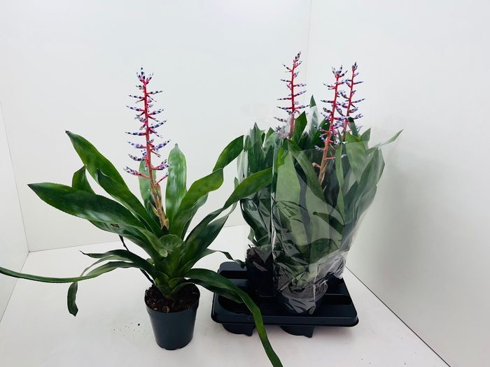 <h4>AECH BLUE RAIN</h4>