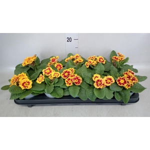 Primula ac. 'Tiger Orange'