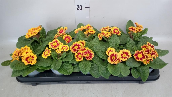 <h4>Primula ac. 'Tiger Orange'</h4>