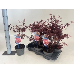 ACER PA ATROPURPUREU
