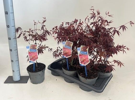 <h4>ACER PA ATROPURPUREU</h4>