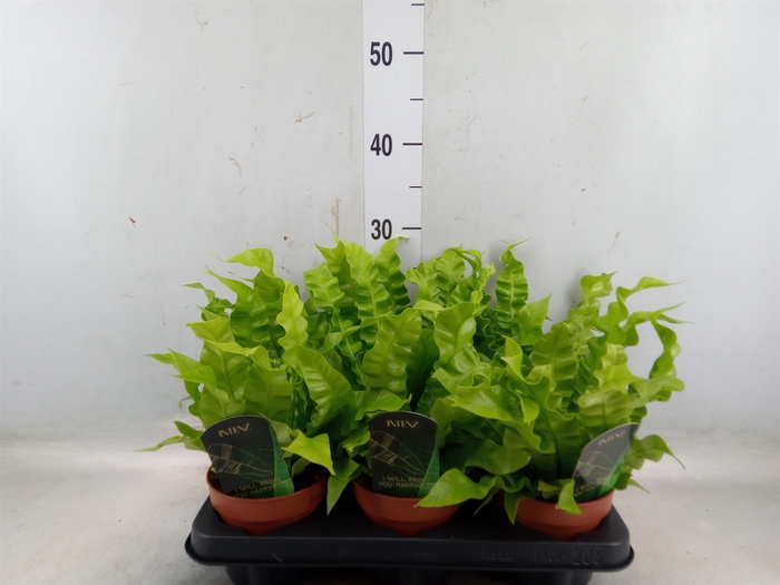 <h4>Asplenium nidus 'Crispy Wave'</h4>