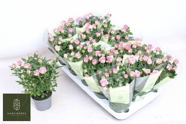 <h4>RO CAROUSEL KORD</h4>