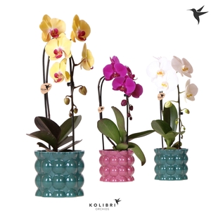 Kolibri OrchidsPhalaenopsis Cascade Niagara Fall mix 1 spike in Cotton pot green mix