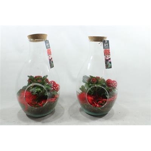 4991 ROOD DRUPPEL+DOP