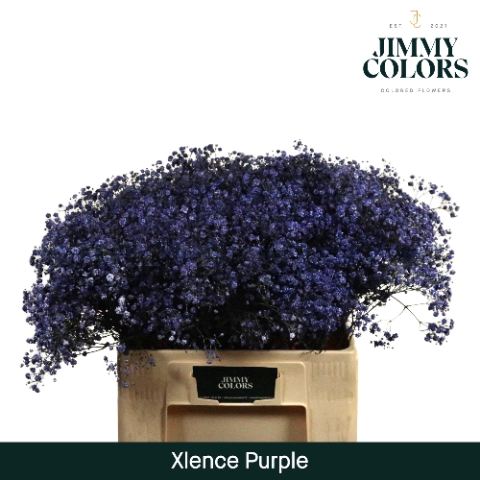 <h4>Gyps xlence L60 Purple</h4>