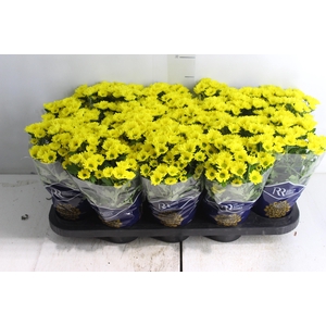 CRISANTEMO MINI P11 AMARELO