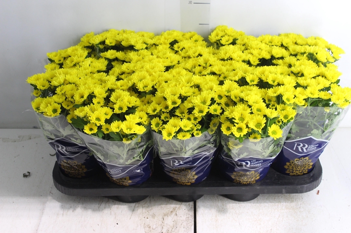 <h4>CRISANTEMO MINI P11 AMARELO</h4>