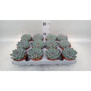 Echeveria  'Apus'
