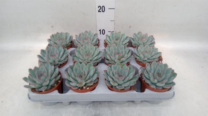 <h4>Echeveria  'Apus'</h4>