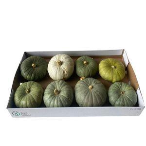 <h4>Cucurbita</h4>