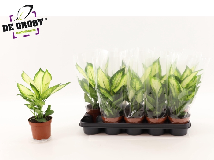 <h4>DIEFF CAMILLA</h4>