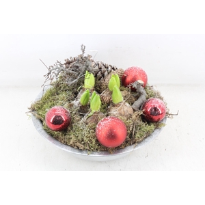 arr4 Hyacint MB - Zink schaal RED LED