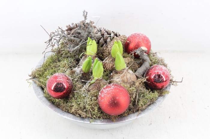 <h4>arr4 Hyacint MB - Zink schaal RED LED</h4>