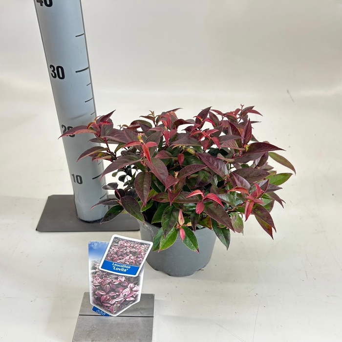 <h4>Leucothoë font. 'Lovita'</h4>