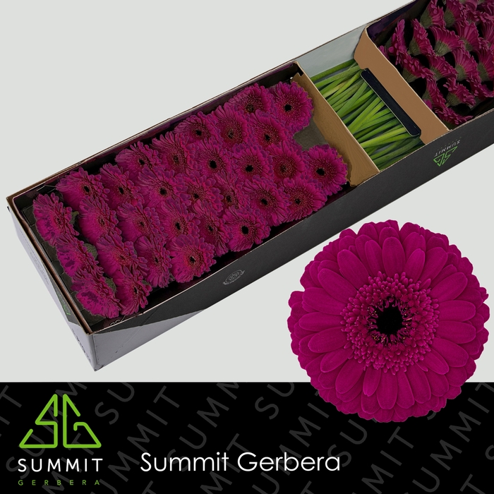 <h4>Germini Rhapsody Doos</h4>