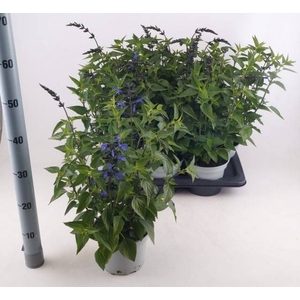 SALVIA ROCK TRUE BLU