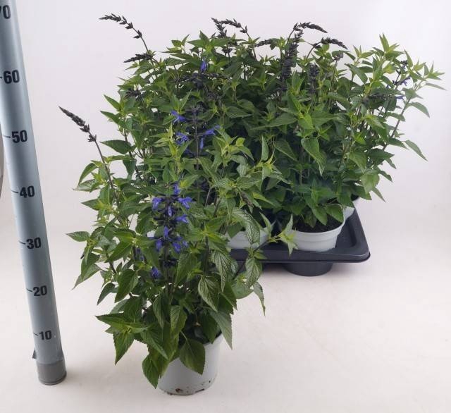 <h4>SALVIA ROCK TRUE BLU</h4>