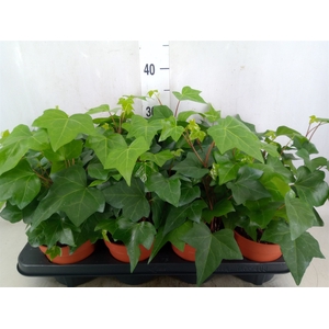 Hedera alger. 'Montgomery'