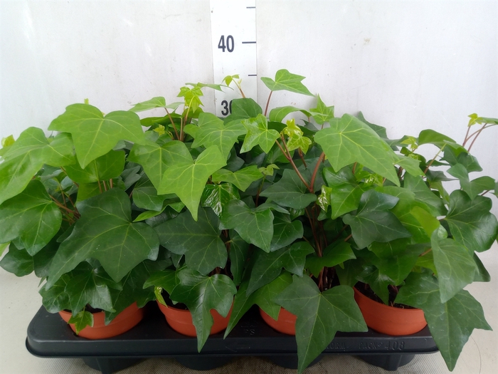 <h4>Hedera alger. 'Montgomery'</h4>
