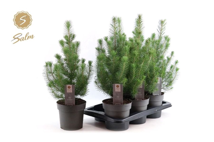 <h4>PINUS SILVER CREST</h4>