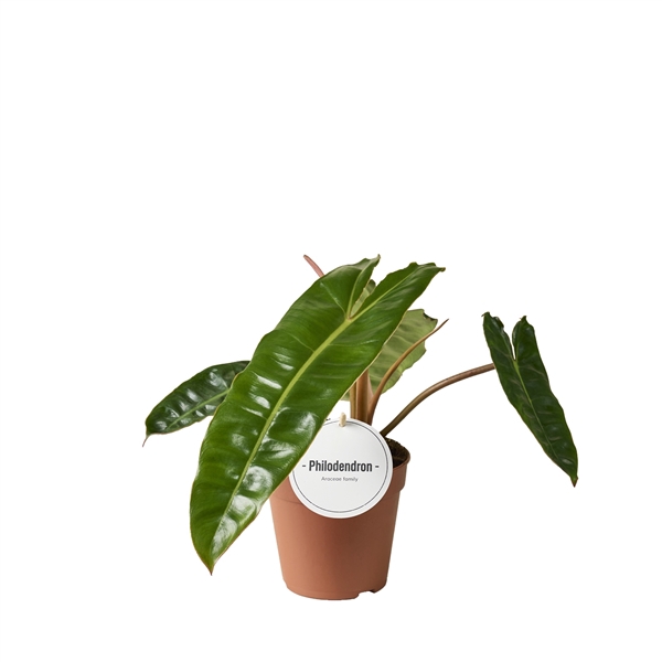 <h4>Philodendron Billietiae</h4>