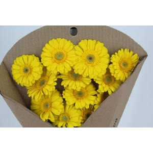 GERBERA PANAMA >10 CM DIAM <050 CM AMARELO