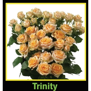 Rosa Spray Trinity