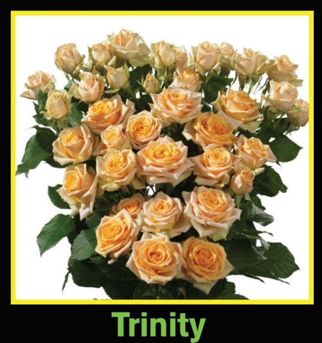 <h4>R Tr Spray Trinity</h4>