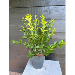 Ligustrum ovalifolium P17