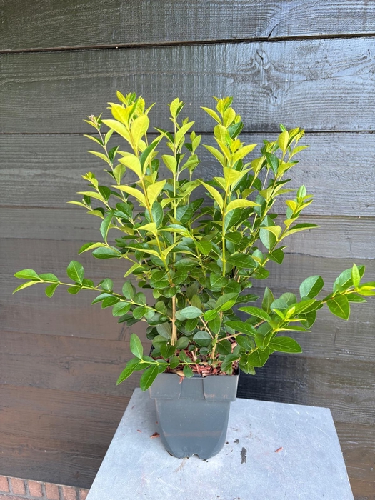 <h4>Ligustrum ovalifolium P17</h4>