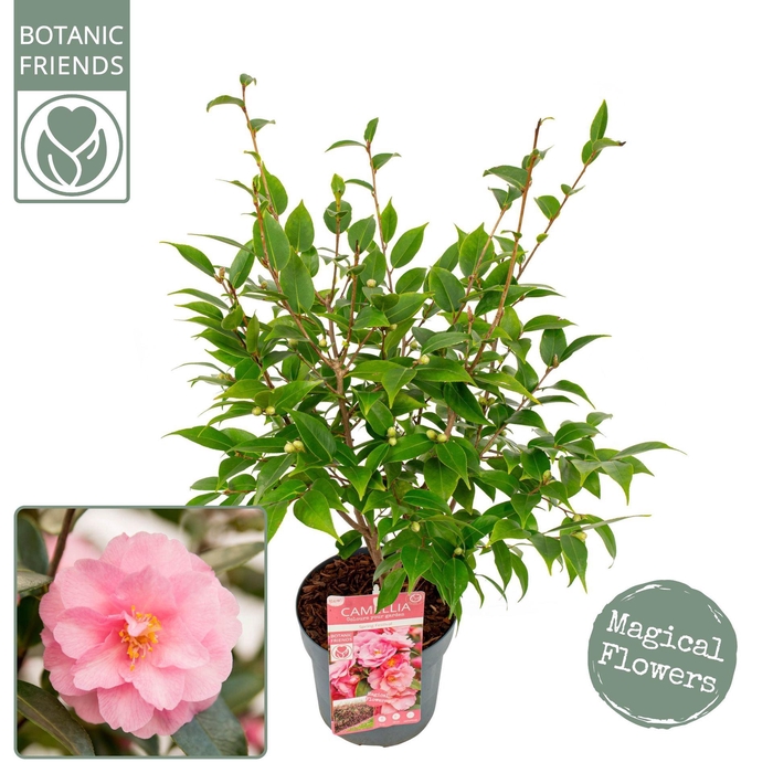 <h4>Camellia japonica</h4>