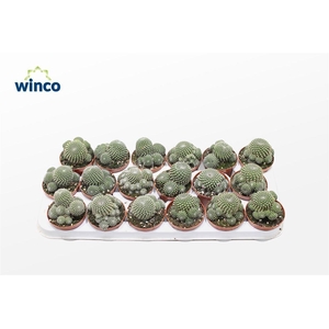 Sulcorebutia Heliosoides