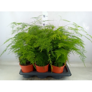 Asparagus setaceus