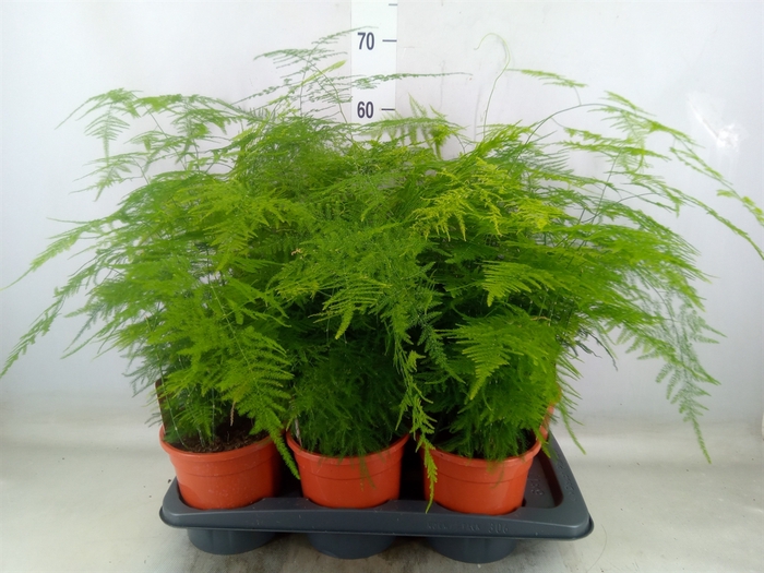 <h4>Asparagus setaceus</h4>