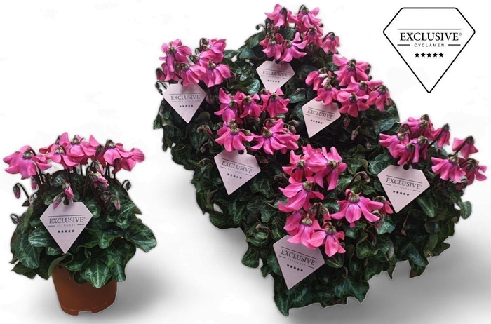 <h4>Cyclamen Exclusive® Petticoat Pink</h4>