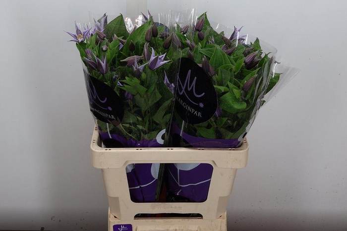 <h4>Clem Star River</h4>