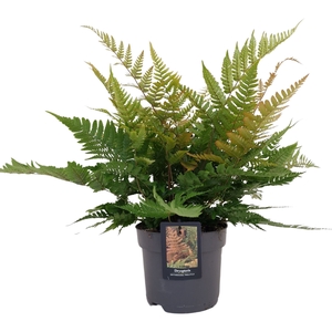 Dryopteris erythrosora