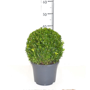 Buxus sempervirens 28cm Bol