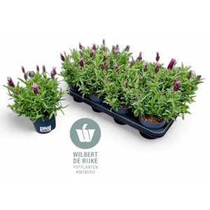 LAVAN S FA EARLY PIN