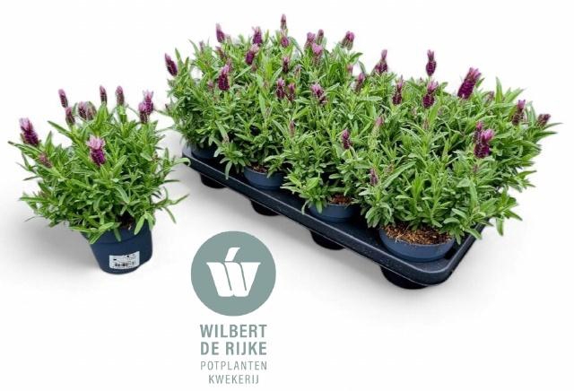 <h4>LAVAN S FA EARLY PIN</h4>