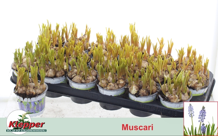 <h4>MUSCAR EARLY BIRD</h4>