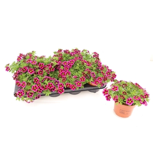 Calibrachoa Goodnight Kiss 13cm