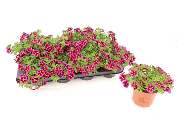 <h4>Calibrachoa Goodnight Kiss</h4>