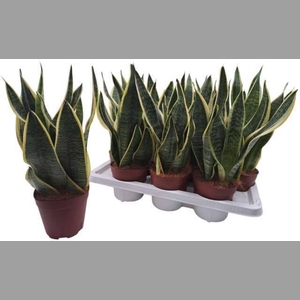 SANSEV FUTURA SUPERB